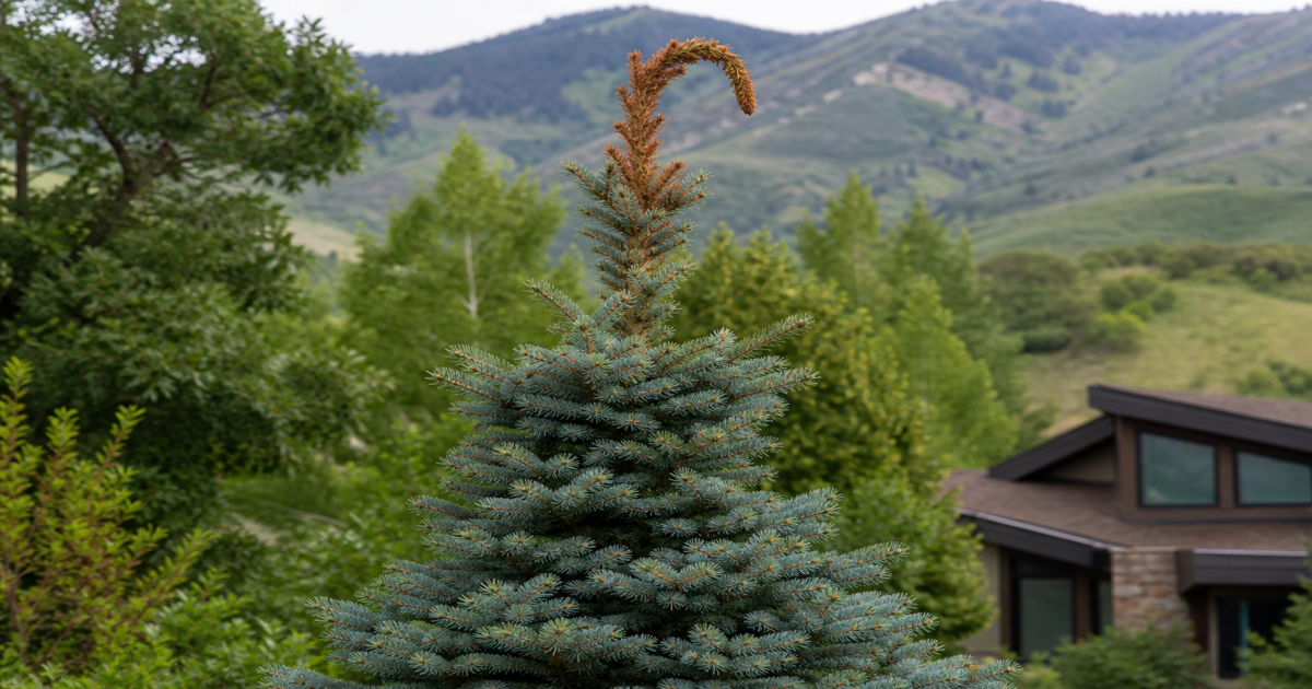 Why Is My Spruce Tree Dying at the Top? (Pine Tip Weevil in Park City)