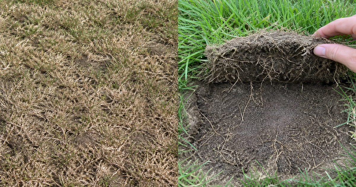 Chinch Bugs vs. Grubs: Diagnosing Late-Summer Lawn Damage in Park City